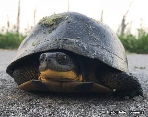 Blanding's Turtle-image