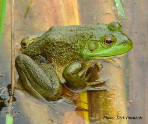 Bullfrog-image