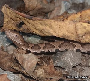 Copperhead-image