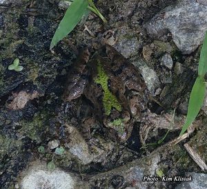 Northern Cricket Frog-image