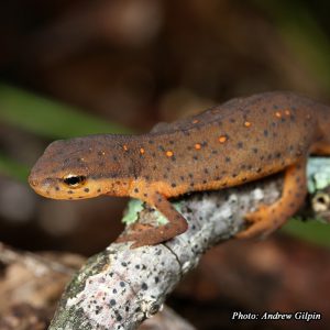 Eastern Newt-image