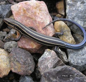 Five-Lined Skink-image