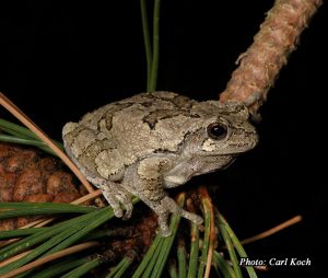 Gray Treefrog-image