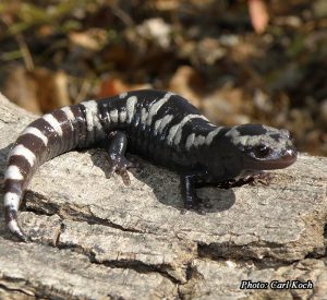 Marbled Salamander-image