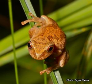 Spring Peeper-image