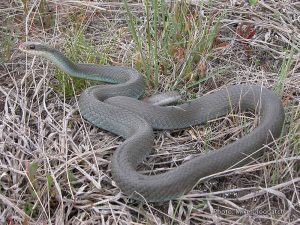 Eastern Blue Racer-image