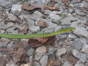 Rough Green Snake-image