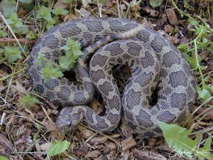 Massasauga-image