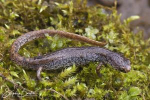 Four-Toed Salamander-image