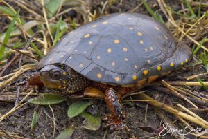 Spotted Turtle-image