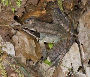 Wood Frog-image