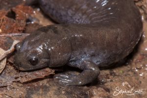 Smallmouth Salamander-image