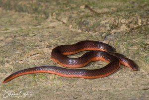 Worm Snake-image