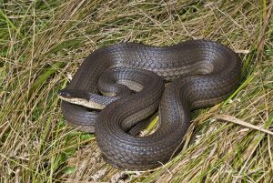 Graham's Crayfish Snake-image