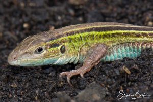 Six-lined Racerunner-image