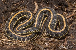 Plains Garter Snake-image