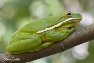 Green Treefrog-image