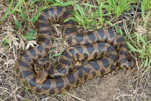 Fox Snake-image