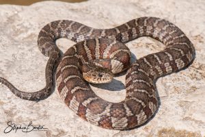 Northern Water Snake-image