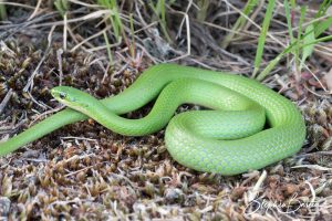 Smooth Green Snake-image