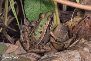 Southern Leopard Frog-image