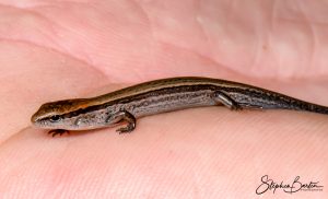 Ground Skink-image