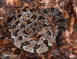 Timber Rattlesnake-image