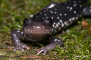 Slimy Salamander-image