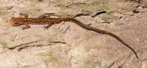 Longtail Salamander-image