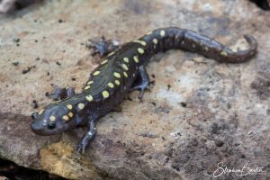 Spotted Salamander-image