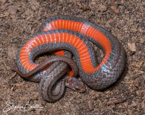 Redbelly Snake-image