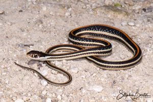 Western Ribbon Snake-image