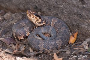 Cottonmouth-image