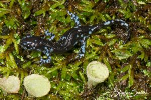 Blue-Spotted Salamander-image