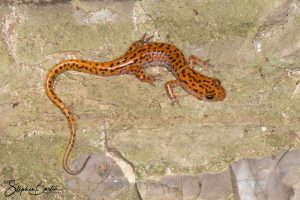 Cave Salamander-image