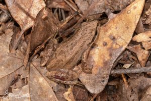 Upland Chorus Frog-image