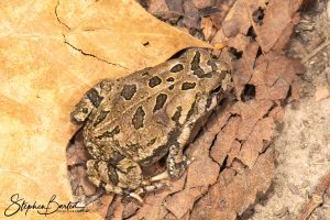 Fowler's Toad-image