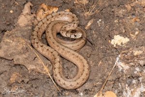 Brown Snake-image