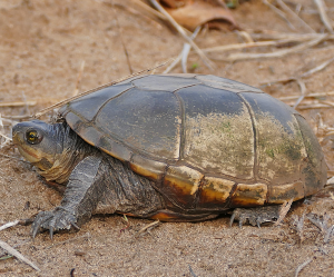 Yellow Mud Turtle-image