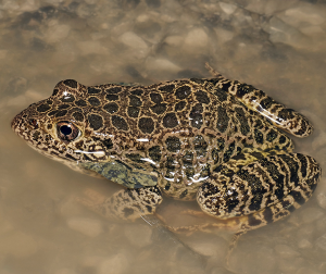 Crawfish Frog-image