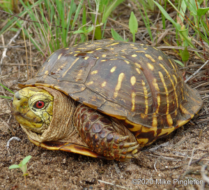 Ornate Box Turtle-image