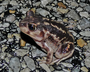 Eastern Spadefoot-image