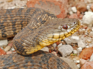 Diamondback Water Snake-image