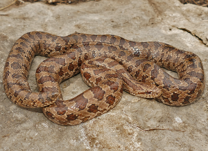 Prairie Kingsnake-image