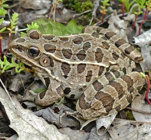 Plains Leopard Frog-image