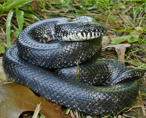 Common Kingsnake-image