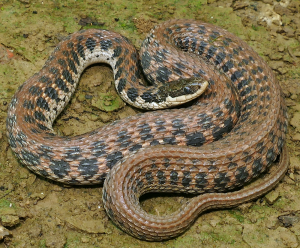 Kirtland's Snake-image