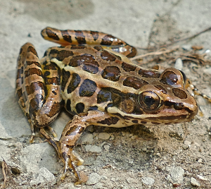 Pickerel Frog-image