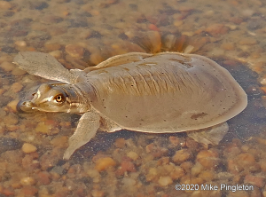 Smooth Softshell-image