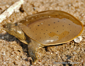 Spiny Softshell-image